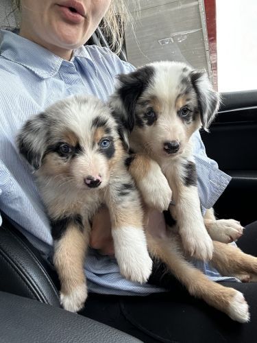 Australian Shepherd Puppies For Sale | Fulton County, GA Cute Australian Shepherd Puppies, Mini Australian Shepherd Puppies, Aussie Shepherd Puppy, Australia Shepherd, Miniature Australian Shepherd Puppies, Australian Shepherd Puppies For Sale, Mini Australian Shepherd, Sheltie Puppy, Mini Australian Shepherds