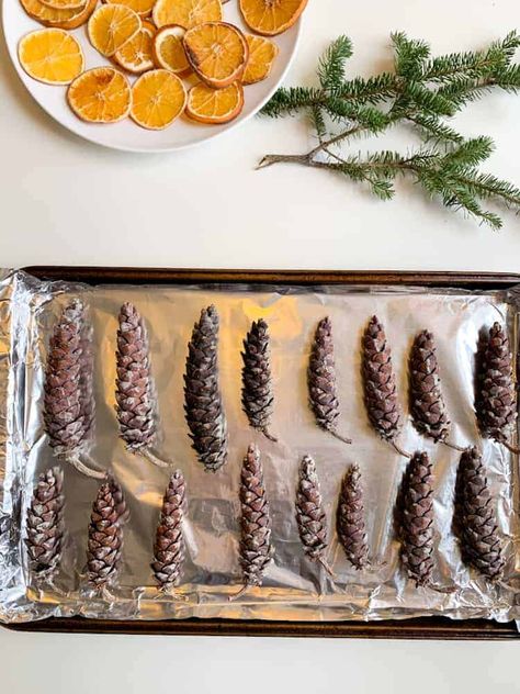 How to Prep and Clean Pine Cones - Discovering Mommyhood Rainbow Sensory Bottles, Pine Cone Christmas Tree, Pumpkin Activities, Cone Christmas Trees, Sensory Bottles, Preschool At Home, Christmas Crafts For Kids, Grape Leaves, Pine Cones