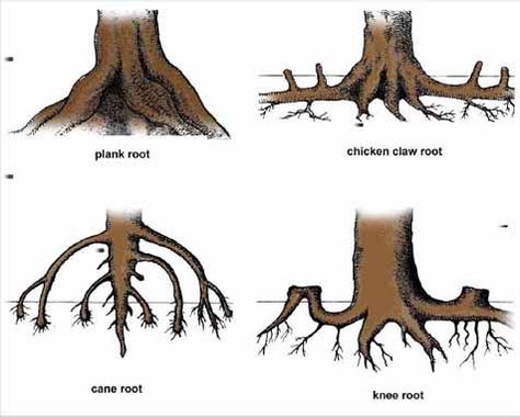 Jenis Perakaran Mangrove | HIMAIKA FPIK UNPAD Moose Art