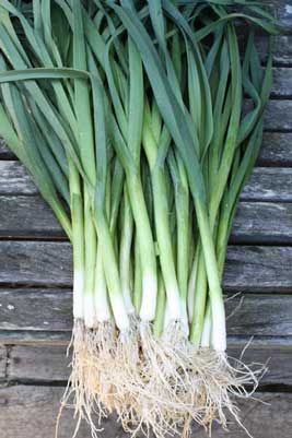 Award winning advice on growing leeks, another informative read from growveg.com Potage Garden, Northern Garden, Garden Enchanted, Growing Leeks, Onion Leeks, Unique Vegetables, Herb Gardening, Growing Veggies, Garden Planner