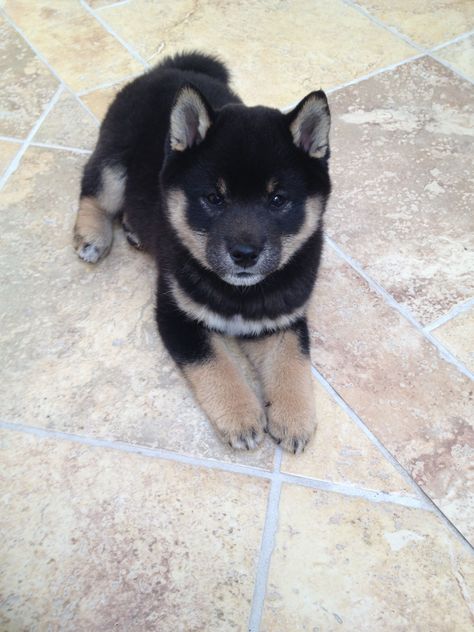 Sasha, 3 month old Black and Tan Shiba Inu #shibainupuppy Black And Tan Shiba, Black Shiba, 3 Month Old, Dental Tourism, Shiba Inu Puppy, Japanese Dogs, Shiba Inu Dog, Puppies And Kitties, Airedale Terrier