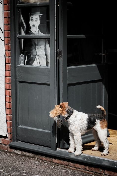 Wire Fox Terrier Puppies, Fox Terrier Puppy, Wire Haired Terrier, Wirehaired Fox Terrier, Smooth Fox Terriers, Fox Terriers, Welsh Terrier, Wire Fox Terrier, Airedale Terrier