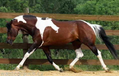 Cheval Pie, Pinto Horses, Horse Crazy Girl, First Horse, Canadian Horse, Horse Markings, Horse Reference, Horse Coat Colors, American Paint Horse