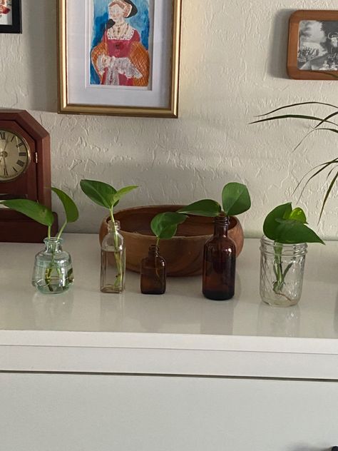 Propagating Plants Aesthetic, Plant Propagation Aesthetic, Pothos Aesthetic, Pothos Plant Propagation, Pothos Wall, Pothos Propagation, Pothos Plant Decor, Selling Plants, Earthy Minimalist