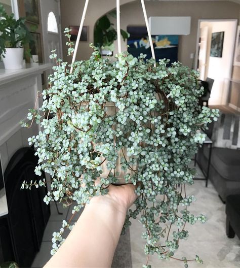 The newest addition to the family, a Pilea Glauca! I was hesitant to get this plant because of its super dense foliage, which makes it… Pilea Glauca, Indoor Tropical Plants, Hanging Plants Diy, Plant Goals, Hanging Plants Indoor, Indoor Gardens, House Plants Decor, House Plants Indoor, Foliage Plants