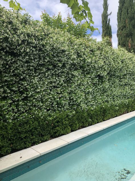 Swimming Pool Concrete, Backyard Revamp, Ficus Hedge, Pool Concrete, Arizona Backyard, Internal Courtyard, Pool Garden, Backyard Pool Landscaping, Green Walls