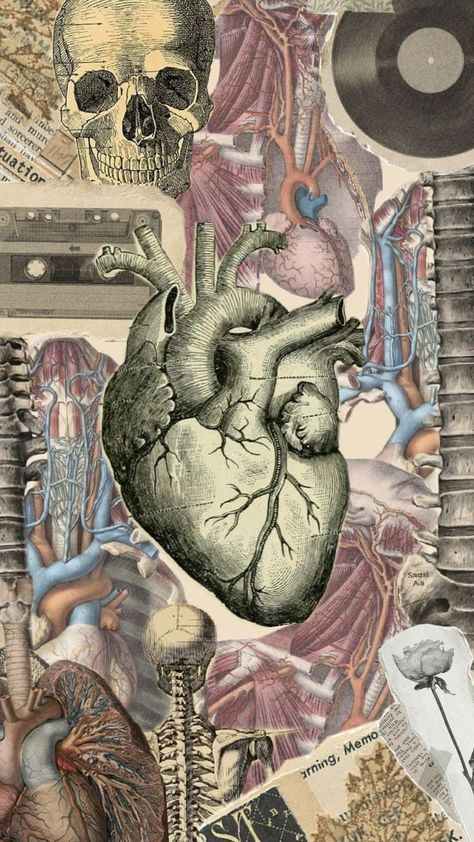 Wallpaper Human Heart, Anatomic Heart Wallpaper Aesthetic, Human Heart Aesthetic, Half Human Heart Wallpaper, Blue Human Heart Wallpaper, Anatomical Heart Background, Vintage Medical Art, Human Anatomy Art, Human Heart