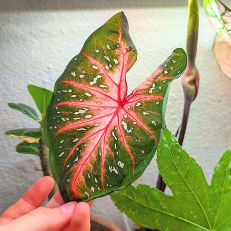 We have yet another leaf in our little caladium collection! This one is a Red Flash Caladium and one of my personal favorite red caladium varieties 😍 💚 Caladiums are such a blast to grow from bulb- they grow quickly, and of course, each caladium is absolutely stunning in its own way. . . . #caladium #caladiumbulbs #indoorgardening #indoorplants #houseplant #foliage #colorfulplants Red Caladium, Caladium Varieties, Colorful Plants, Rare Plants, Indoor Garden, Of Course, Gardening Tips, Indoor Plants, House Plants