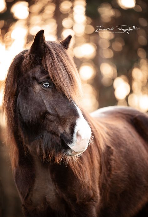 Die sch�öne Islandstute Hekla mit den blauen Augen im Sonnenuntergang.  Portraitfotografie Pferd und Mensch by Zauberlicht Fotografie Pferdefotografie. Tierfotografie. Equine Photographer. Horsephotography. Islandpferd. Isländer. #isländer #pferdefotografie Beautiful Horses Photography, Icelandic Horse, Equine Photographer, Most Beautiful Horses, Animals Friendship, All The Pretty Horses, Horse Owner, Horse Crazy, Cute Horses