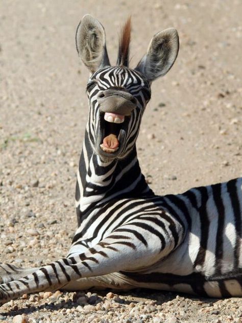 Laughing Animals, Smiling Animals, Safari Lodge, Monkeys Funny, Baby Animals Funny, Silly Animals, So Funny, African Animals, Art And Illustration