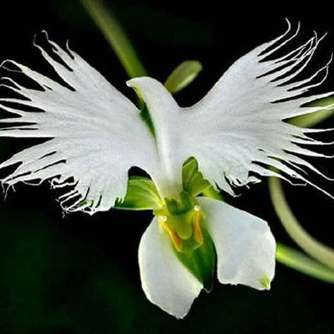 The Strangest Flowers Around World | Design Swan Terrarium Japanese, White Egret Orchid, Habenaria Radiata, Egret Orchid, White Heron, Orchid Seeds, Strange Flowers, White Egret, Rare Orchids