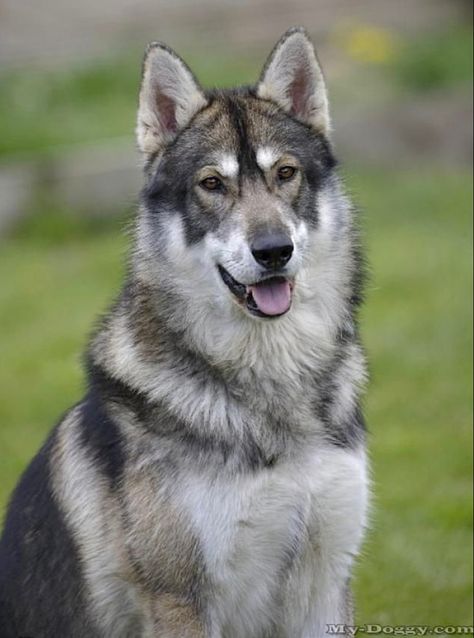 Tamaskan Dog, Native American Indian Dog, American Indian Dog, Northern Inuit Dog, Northern Inuit, Indian Dog, Tattoo Ideas Dog, Top 10 Dog Breeds, Wolf Dogs