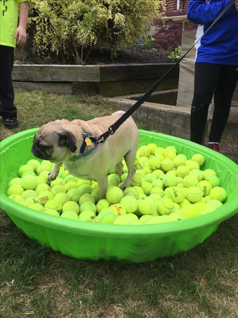 Our pup party pool of tennis balls Tennis Ball Themed Dog Party, Puppy Pool Party, Dog Pool Party Ideas, Dog Pool Party, Pup Party, Dog Parties, Dog Mannequin, Dog Festival, Puppy Pool