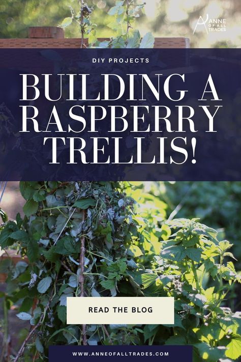 Raspberry Fence Ideas, Berry Garden Layout Design, Rasberry Trellis Diy, Raspberry Support Ideas, Rasberry Trellis, Raspberry Trellis Ideas, Rasberry Bushes, Cucumbers Garden, Compost Tea Brewer