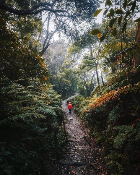 Sinharaja Rain Forest, Green Shed, Vision Board Images, Sri Lanka Travel, Rain Forest, Wildlife Photography, Sri Lanka, Travel Destinations, Shed