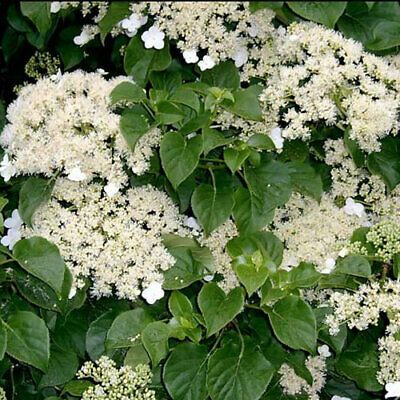 Hydrangea Shade, Hydrangea Aspera, Fast Growing Climbers, Evergreen Climbers, Hydrangea Petiolaris, Fast Growing Evergreens, Climbing Hydrangea, Growing Vines, Hydrangea Macrophylla