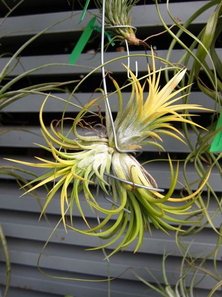 Growing Seedlings, Tillandsia Ionantha, Air Plants Decor, Tillandsia Air Plant, Garden Mini, Tropical Climate, Growing Seeds, Seed Pods, Pretty Green