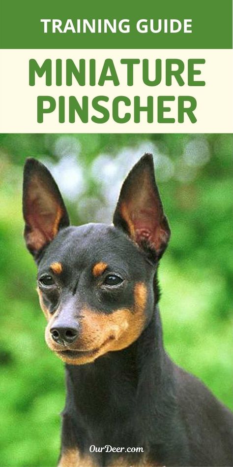 This small, popular breed makes a great family pet, but basic obedience training is a must because of the breed being somewhat headstrong. #MiniaturePinscher #MiniaturePinschertraining #MiniaturePinschertips #MiniaturePinscheradvice #MiniaturePinscherhealth Min Pin Puppies, Miniature Doberman Pinscher, Mini Pincher, Min Pins, Min Pin, Breed Dogs, Miniature Pinscher, Obedience Training, Amazing Animals