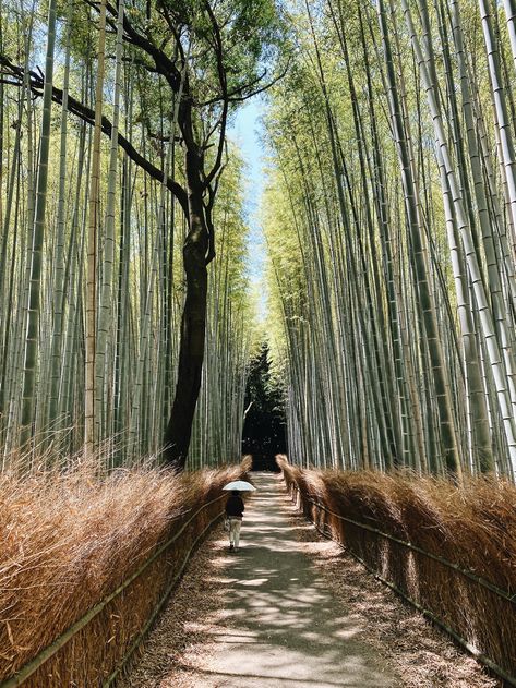 Arashiyama Kyoto Guide — Neighborhood Guide Pottery Food, Japanese Exterior, Arashiyama Kyoto, Bike Rental Shop, Japanese Style Garden, Outdoor Baths, Forest Path, Neighborhood Guide, Bamboo Forest