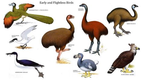 Examples of flightless birds are kakapos, kiwis, takahes and ostriches. Learn fun facts about some of the flightless birds here: http://easyscienceforkids.com/all-about-flightless-birds/ Dinosaurs Wallpaper, Quizzes For Kids, Birds For Kids, Science Quiz, Unique Birds, Bird Facts, Prehistoric Wildlife, Dinosaur Wallpaper, What Is A Bird