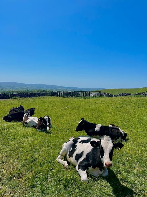 British Farming Aesthetic, Cow Field Aesthetic, Cow Farm Aesthetic, Cattle Aesthetic, Cow Farm Ideas, Animal Farm Aesthetic, Cow Sanctuary, Field With Cows, Aesthetic Cows