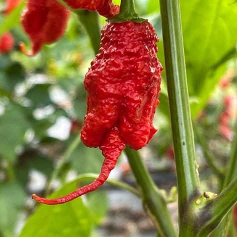 Hot Pepper Seeds, Carolina Reaper, Chilli Peppers, Hot Peppers, Pepper Seeds, Chilli Pepper, Math Methods, Tall Plants, Chili Peppers