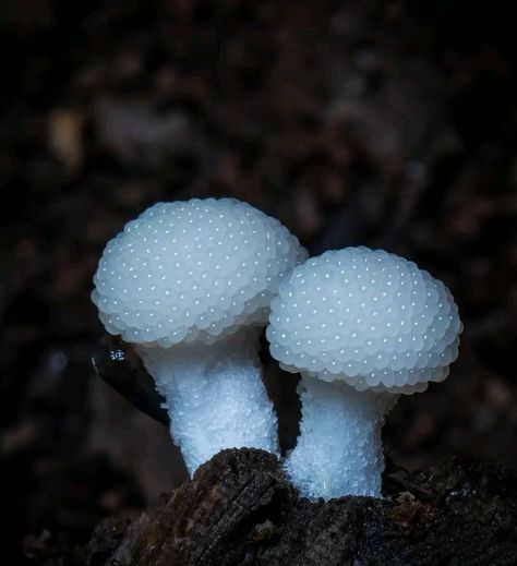 Shroom Forest, Beautiful Mushrooms, Mushroom Aesthetic, White Mushroom, White Mushrooms, Pretty Plants, Frogs, Beautiful Nature, Mood Boards