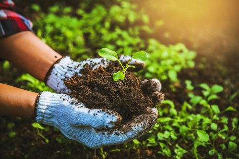 Woman plant vegetables | Premium Photo #Freepik #photo #food #people #woman #green Natural Gardening, Agriculture Industry, Plant Projects, Agricultural Practices, Mother Earth News, Herbs Plants, Gardening Techniques, Agriculture Farming, Sustainable Agriculture