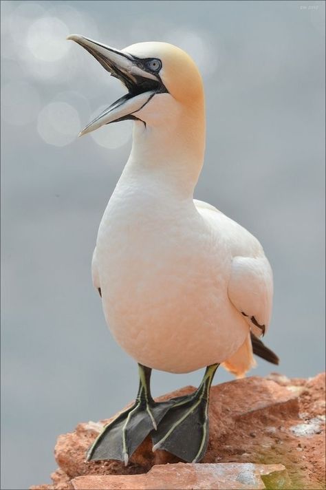 Gannet Bird, Regnul Animal, Rare Birds, Shorebirds, Bird Pictures, Wild Nature, Exotic Birds, Sea Birds, Colorful Birds