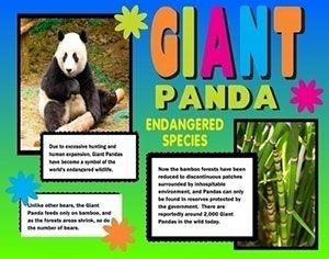 Make a Science Fair Project about Giant Pandas | Animal Science Poster Ideas for Kids Science Poster Ideas, Endangered Animals Project, Kids Science Museum, Science Quotes Funny, Cool Science Fair Projects, Poster Design Ideas, Science Classroom Decorations, Science Fair Project, Science Experiments For Preschoolers