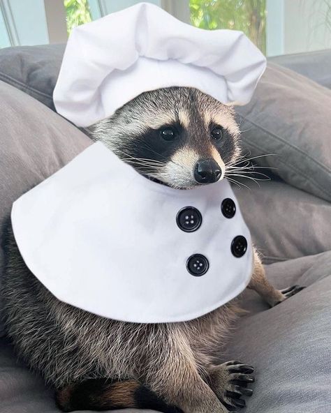 chef karl Raccoon Aesthetic, Profile Picture Cute, Tiny Chef, Lovers Gift Ideas, Gifts Amazon, Pet Raccoon, Raccoon Shirt, Raccoon Dog, Raccoon Funny