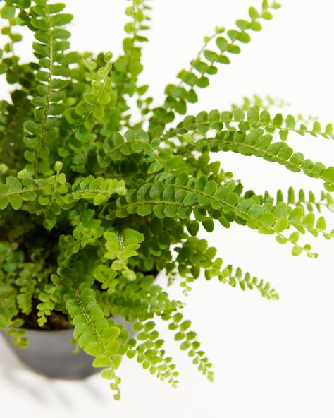 Add this little Lemon Button Fern to your collection, a smaller version of the Boston fern. This one has a lemony fragrance when the leaves are crushed or brushed. Only growing a foot high, it makes a beautiful ensemble with other tropicals. Lemon Button Fern, Dog Safe Plants, Button Fern, Cat Friendly Plants, Best Air Purifying Plants, Peacock Plant, Pineapple Planting, Plants Pet Friendly, Boston Fern