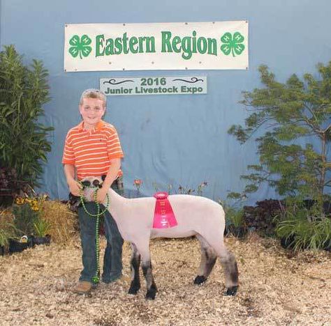 Show Lamb Supplies | 4H Sheep Showing Equipment [12 Required Items] Show Lamb Barn Ideas, Show Lamb Pens, Showing Lambs, Show Lamb Shirts, Show Lambs Supplies, Sheep Showing, Tack Box, Brush Type, Animal Care