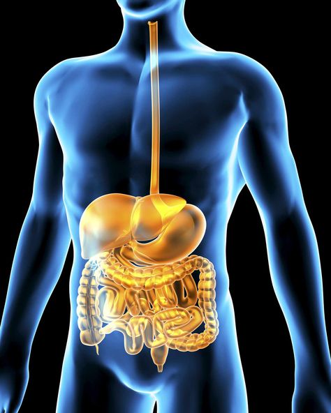 The organs of the digestive system work together to digest and absorb food. Learn more about the organs that make up this complex system. Digestive System Worksheet, Human Digestive System, Organ System, Gut Microbiota, Healthy Digestive System, Gut Bacteria, Body Organs, Liver Health, Digestive Enzymes