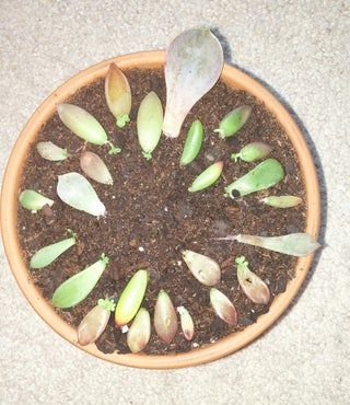 How to QUICKLY Root/Propagate Succulents From Leaves : 8 Steps (with Pictures) - Instructables Propagate Succulents From Leaves, Propagate Succulents, Succulent Planter Diy, Succulent Landscape Design, Making Plant Pots, Succulent Landscaping, Succulent Cuttings, Succulent Garden Diy, Propagating Succulents