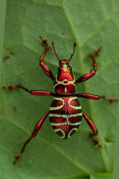 Red Insects, Weird Insects, Insect Photos, Pictures Of Insects, Creepy Animals, Cool Insects, Insect Photography, Beetle Insect, Insect Collection