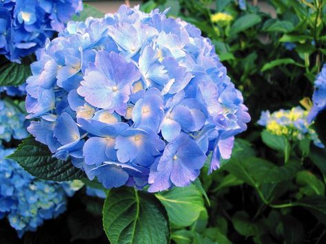 Gardening: Are Epsom salts good for hydrangeas? - The Morning Call Trimming Hydrangeas, Hydrangea Plant, Large Hydrangea, Hydrangea Bush, Amaryllis Bulbs, Growing Hydrangeas, Morning Call, Hydrangea Garden, Planting Hydrangeas