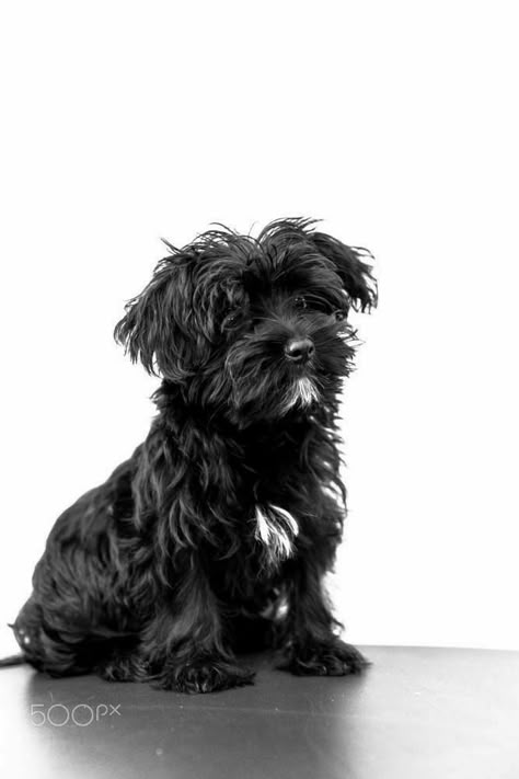 Cute Black Dog, Griffon Dog, Yorkie Poo, Maltese Dogs, Dog Rules, Shih Tzu Dog, Fluffy Dogs, Terrier Dogs, Black Dog