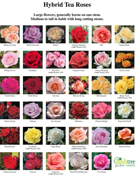 Hybrid Tea Roses Chart Types Of Roses Chart, Hybrid Tea Roses Garden, Hybrid Tea Roses Care, Flower List, Rose Book, Rose Garden Landscape, Plant Poster, Fragrant Garden, Rose Varieties