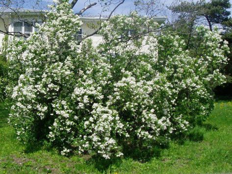 Well established white lilac bush- could use a little pruning and shaping for the next year. Lilac Bush Care, Prune Lilac Bush, White Lilacs, Pruning Plants, Lilac Bush, Backyard Gardens, Lilac Bushes, Tree Plan, Garden Growing