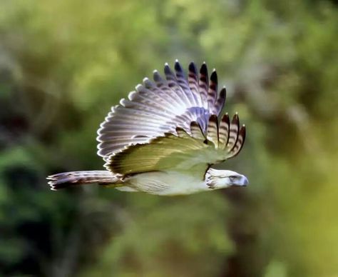 Philippine Eagle African Crowned Eagle, Different Types Of Eagles, Eagle Facts, Types Of Eagles, Steller's Sea Eagle, Eagle Photo, Philippine Eagle, Harpy Eagle, Eagle Flying