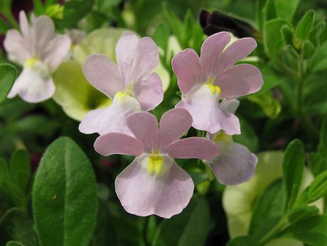 Nemesia Flowers, Flowers Name List, Flowers Name, Edging Plants, Sitting In A Tree, Plants For Hanging Baskets, Butterfly Bush, Plant Growing, Drawing Flowers