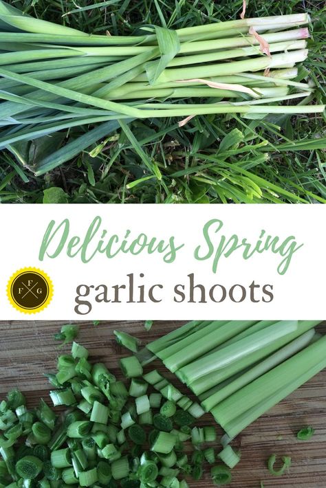 Spring garlic shoots taste delicious! #seasonaleating #garlic #healthyfood #gardening #homestead Garlic Shoots Recipes, Garlic Shoots, Spring Garlic, Spring Crops, Healthy Fruits And Vegetables, Garden Prepping, Garden Companion Planting, Green Garlic, Produce Recipes