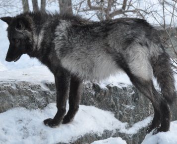 Lisa McDonald • just now Black wolf greying out. Few remain black their entire lives Grey Animals, Black Wolves, Grey Wolves, Beautiful Darkness, Dark Wolf, Wolf Photos, Gray Wolf, Wild Wolf, Wolf Pictures