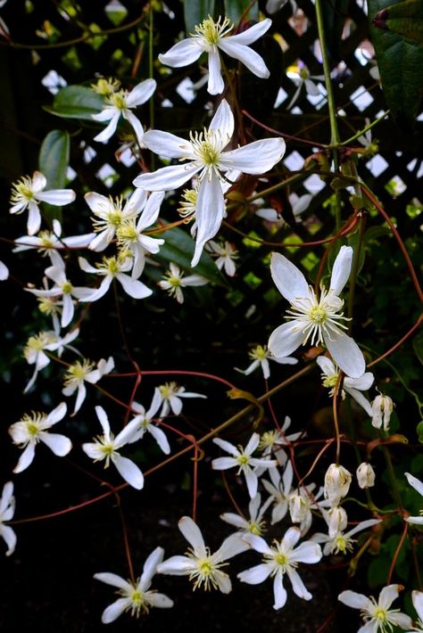 White Perennials, Evergreen Clematis, Clematis Armandii, White Clematis, Garden 2023, Clematis Flower, Attract Butterflies, Easy Plants, White Gardens