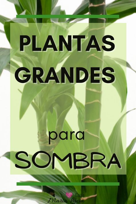 Aquele espaço dentro de casa que pede uma planta maior, com porte grande, vai ficar maravilhoso com uma dessas dicas: Filodendro-folha-de-violino, Dracena Reflexa, Palmeira Laca e outras. Clique no link para mais ideias. #plantasparasombra #plantasgrandes #plantasdesombra #plantasinternas #plantasdentrodecasa #casamarialucia #plantasexoticas Dracena Reflexa, Garden Simple Ideas, Garden Simple, Aesthetic Garden, Garden Aesthetic, Ideas Garden, Diy Signs, Front Yard, Garden Ideas