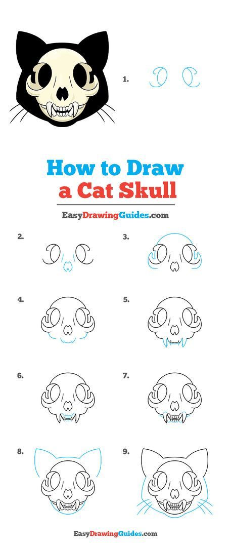 Cat Skull Reference Drawing, How To Draw Animal Skulls Step By Step, Cute Cat Skull Drawing, Lion Skull Sketch, How To Draw A Cat Skull, Chibi Cat Drawing Tutorial, Cat Skull Tattoo Simple, Cat Skull Drawing Simple, Cat Skull Anatomy