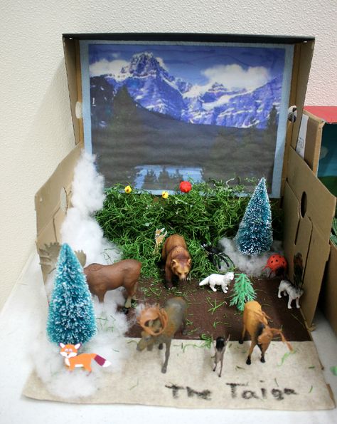 This is a fourth-grade biome project, representing the taiga biome. Taiga, also known as coniferous or boreal forest, is the largest terrestrial biome on earth. Long, cold winters and short, mild, wet summers are typical of this region. Forest Biome Project, Biome Project Ideas, Animal Science Projects, Deciduous Forest Biome, Taiga Biome, Shoe Box Diorama, Biome Project, Deer Habitat, Biomes Project