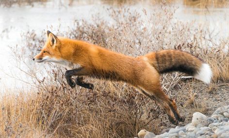 Fox Leaping, Snow Planet, Fox Jumping, Jumping Fox, Fox Tattoo Design, Fox Images, Foxes Photography, Fox Pictures, The Ancient Magus Bride