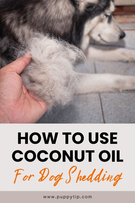 Looking for a natural way to reduce your dog's shedding? Here are the benefits of using coconut oil for dog shedding, as well as how to use it. Coconut Oil On Dogs Skin, Diy Dog Shampoo For Shedding, Dog Dander Remedy, Coconut Oil For Dogs How To Use, Benefits Of Coconut Oil For Dogs, Diy Dry Shampoo For Dogs, Dog Conditioner Diy, Dog Dandruff Remedy, Shedding Dog Tips